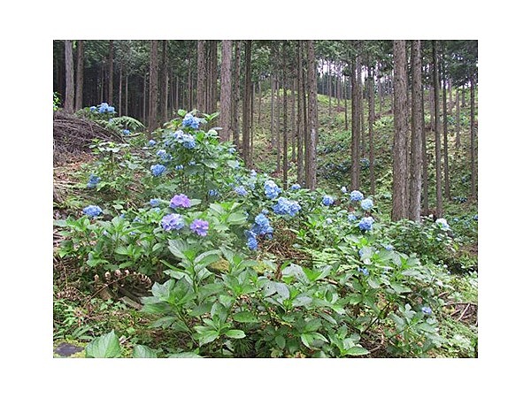 明皇山あじさいの里