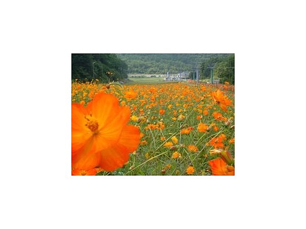 治部坂高原100万本のコスモス