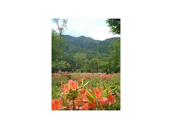 治部坂高原のレンゲツツジ