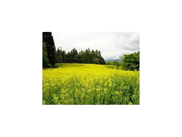 野良舞夏ひまわり倶楽部 平石農場の菜の花