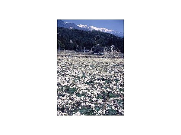 大島・上片桐の梨の花