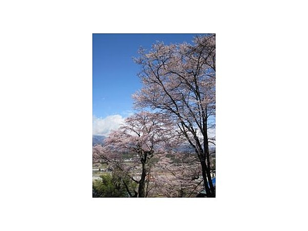 円満坊の桜