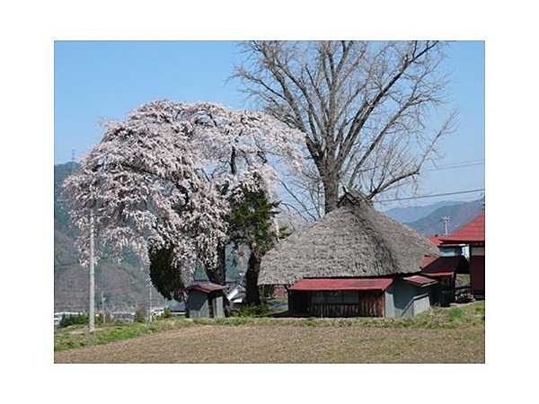 桑田薬師堂の枝垂桜