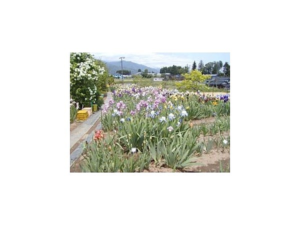 知久島家のジャーマンアイリス園