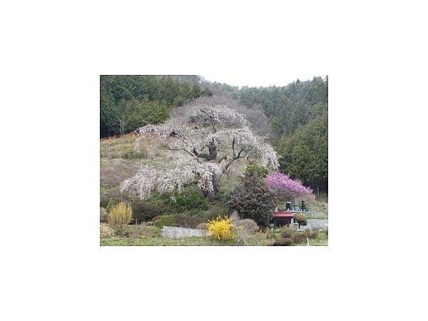 西丸尾のサクラ