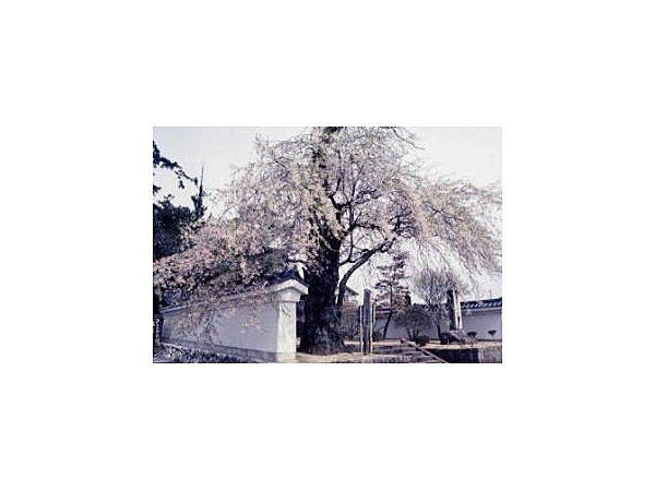 伊那の三女ゆかりの桜