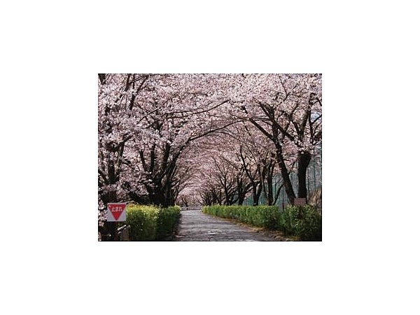 与田切公園の桜