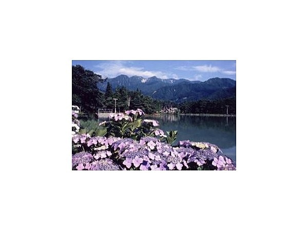 中央アルプス県立千人塚公園のアジサイ