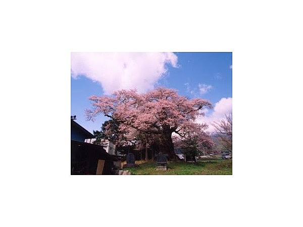 中曽根のエドヒガンザクラ(権現桜)