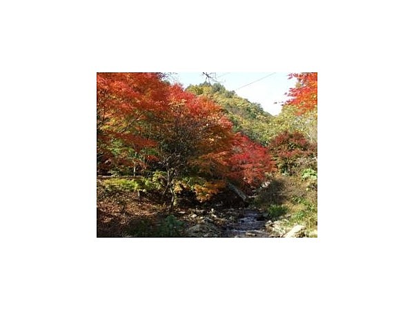 横川峡の紅葉