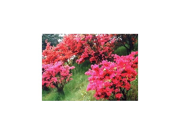 荒神山公園のツツジ