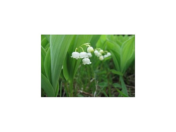 入笠山のすずらん