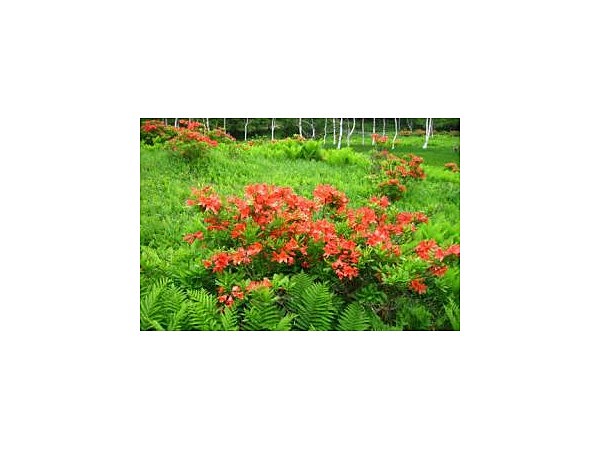 入笠山のレンゲツツジ