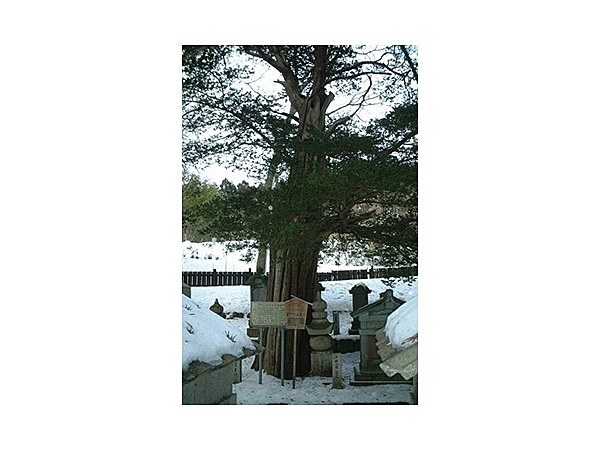 藩公墓所のイチイ