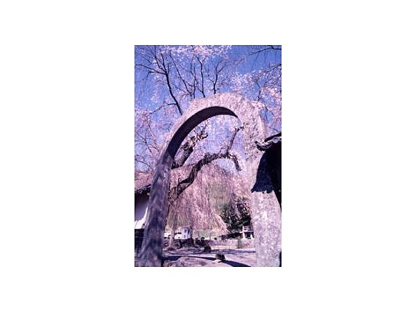 長谷寺のしだれ桜