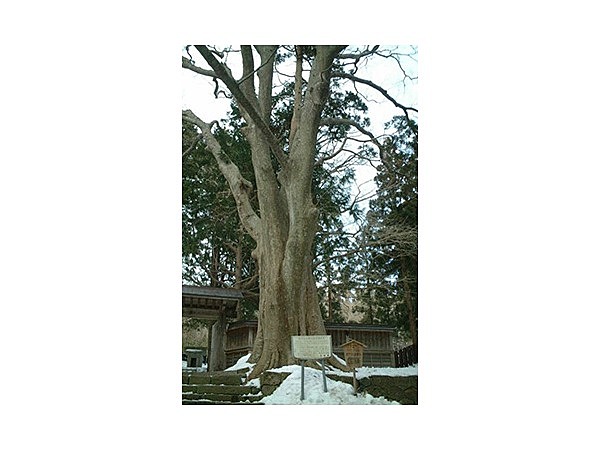 藩公墓所の大欅