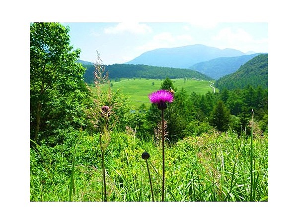 湯の丸高原(池の平)のノアザミ