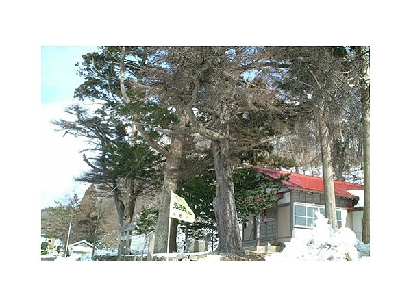 狩場神社のグイマツ