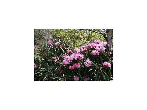 御泉水自然園のシャクナゲ