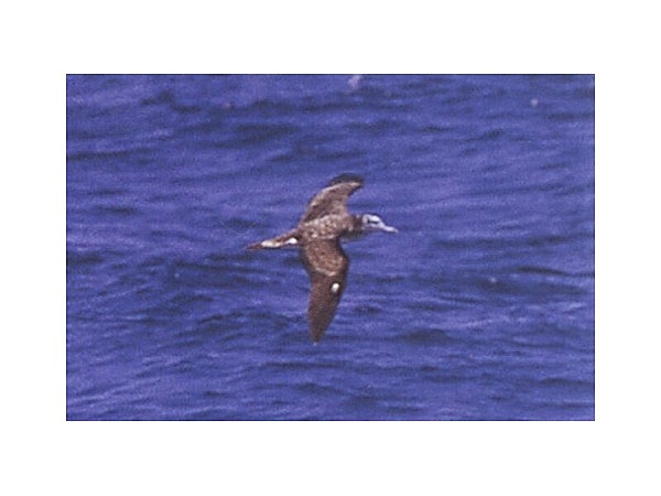 オオミズナギドリ