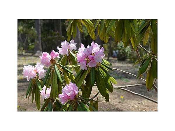 浅間しゃくなげ公園のしゃくなげ