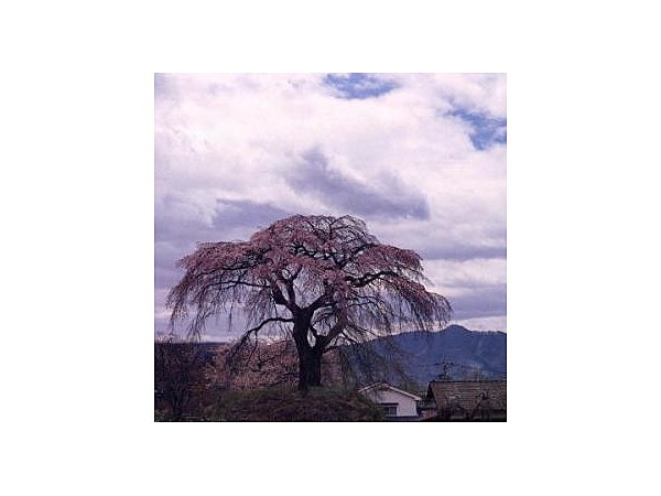 一里塚のシダレザクラ