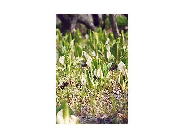 マクンベツ湿原