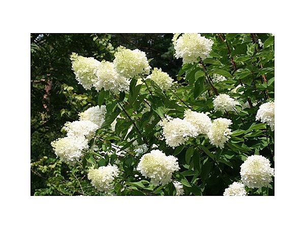 軽井沢町植物園のミナヅキ