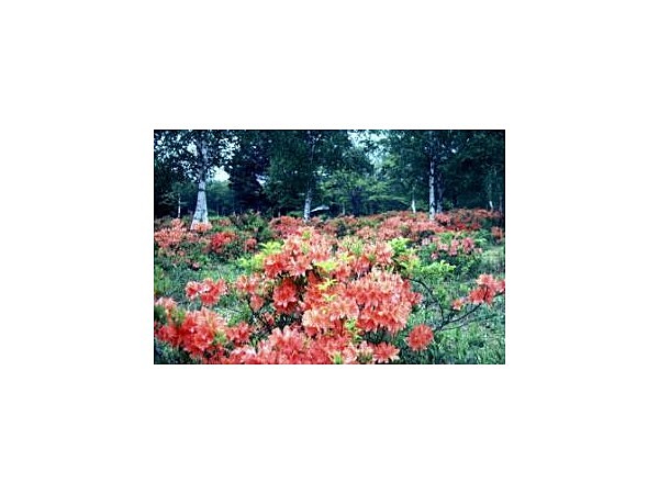 八千穂高原のレンゲツツジ