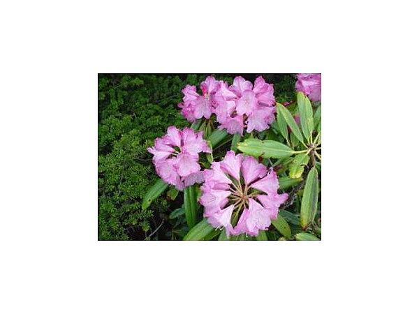 天狗山のシャクナゲ