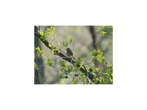 立原高原の野鳥