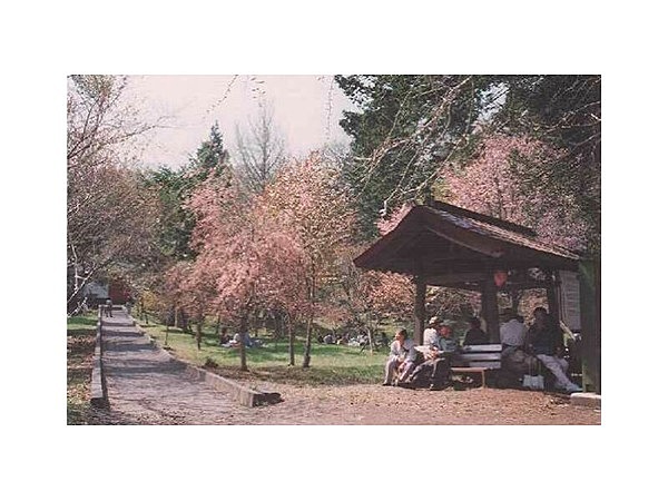 善光寺の桜