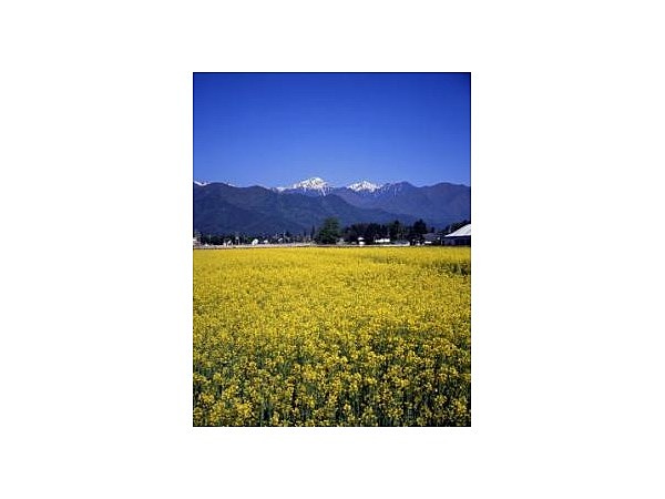 旬の味「ほりがね物産センター」の菜の花