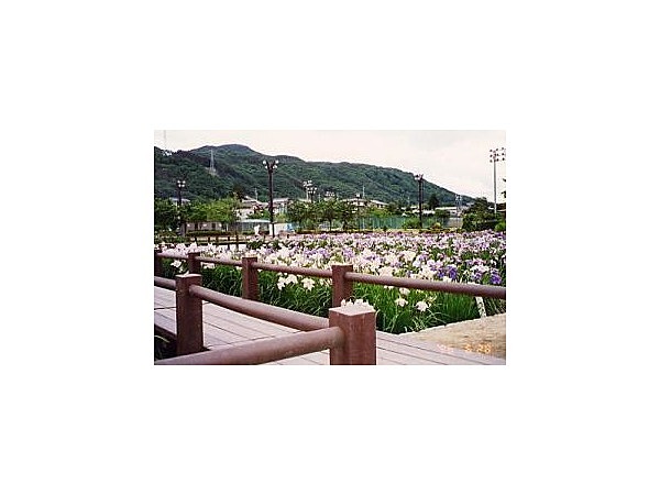 あやめ公園
