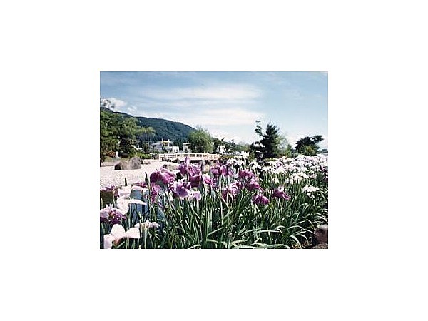 龍門淵公園のハナショウブ