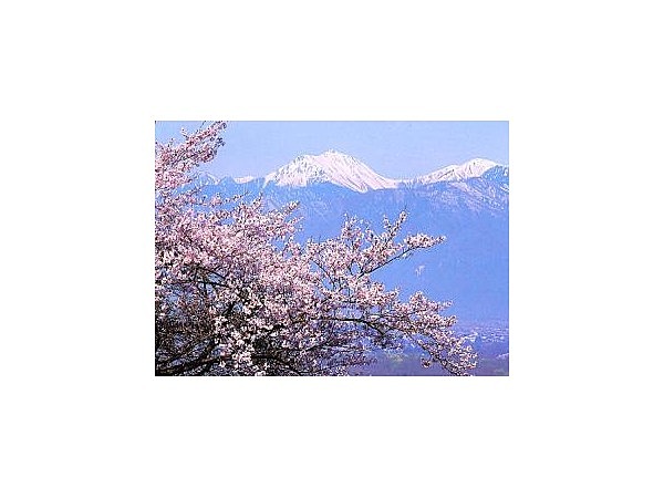 長峰山の桜