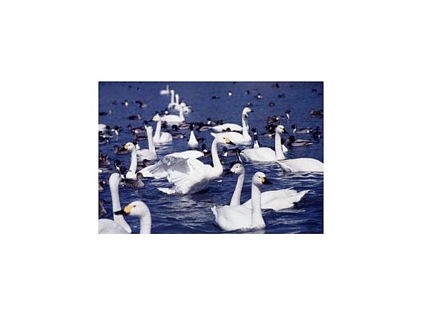 犀川のコハクチョウ