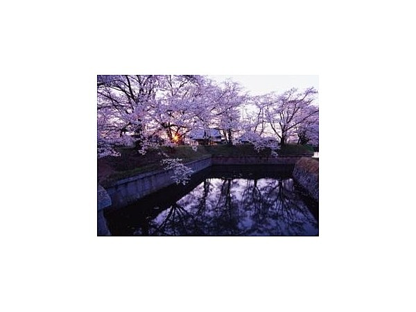 龍岡城五稜郭の桜