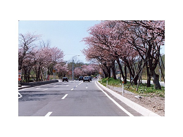 登別の桜並木
