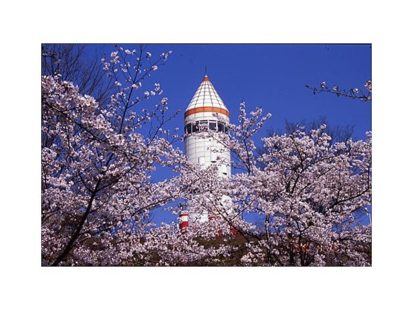 稲荷山公園の桜