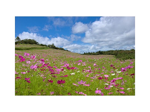 内山牧場の大コスモス園
