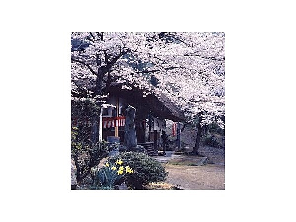 観龍寺の桜