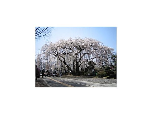 塩尻市役所のシダレザクラ