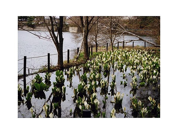 みどり湖水芭蕉公園