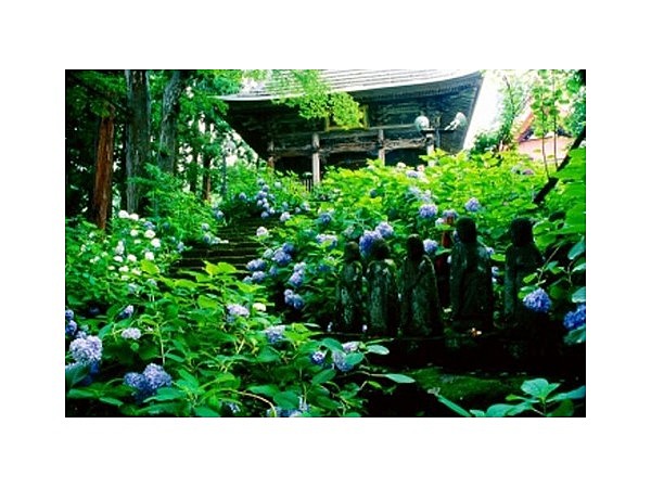 高源院のあじさい