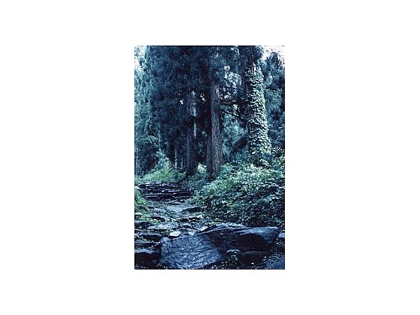 小菅神社の杉並木