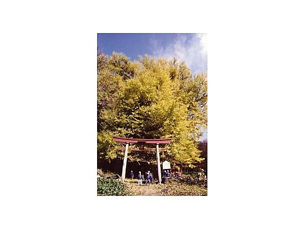 神戸の大イチョウ