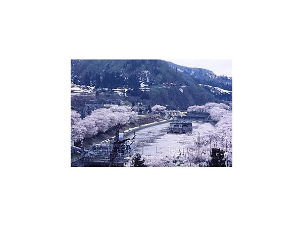 西大滝ダムの桜