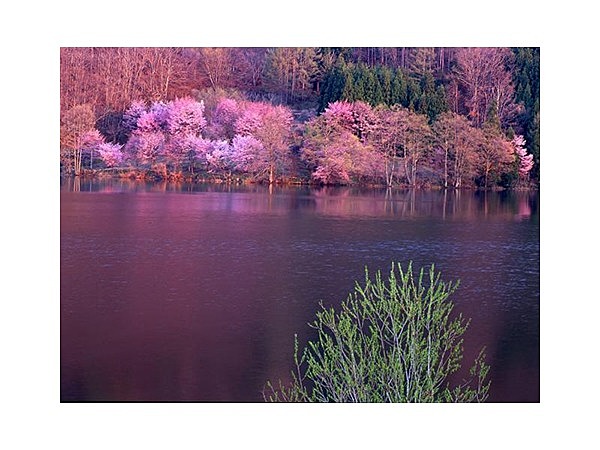 中綱湖のオオヤマザクラ