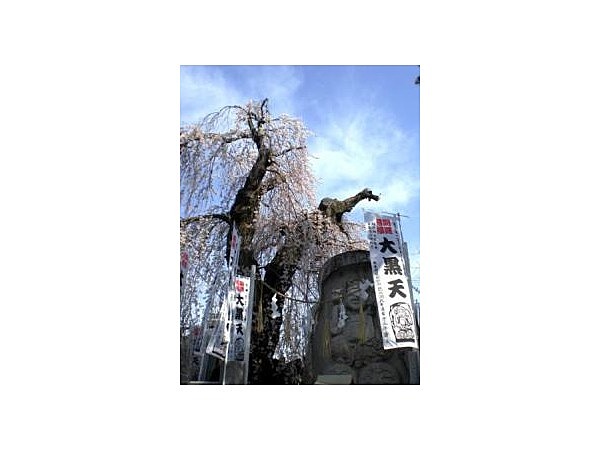 大黒町追分のシダレザクラ